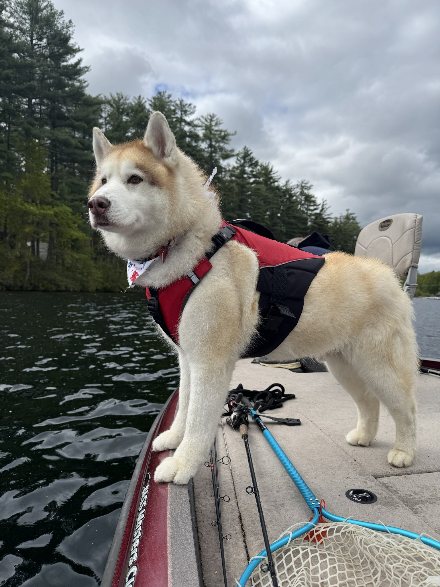 Koda the Husky standing on the bow of a fishing boat on a Maine lake, wearing a red life vest